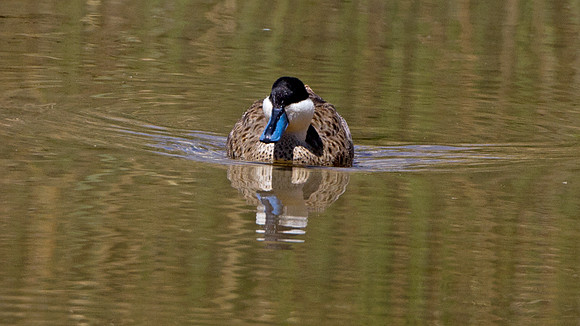 Puna Teal (Anas puna)