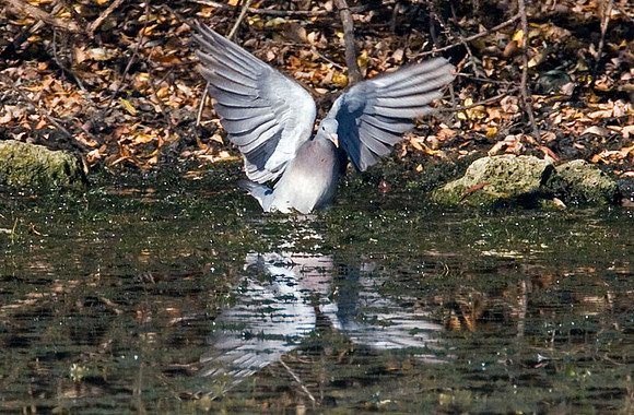 Common Wood Pigeon (Columba palumbus)