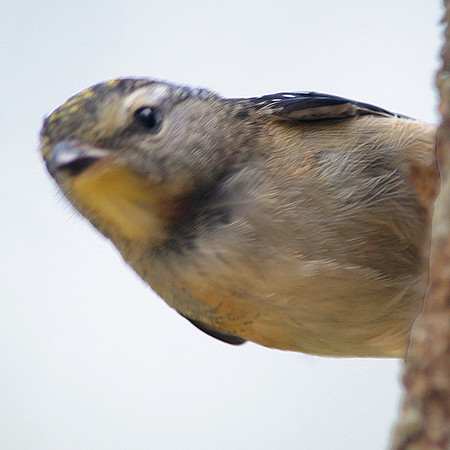 Spotted Pardalote (Pardalotus punctatus)