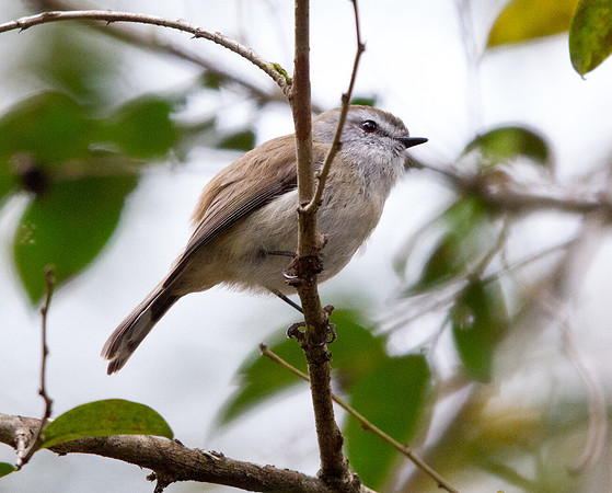 White-browed scrubwren (Sericornis frontalis)