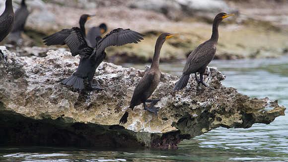 Double-crested Cormorant (Phalacrocorax auritus)
