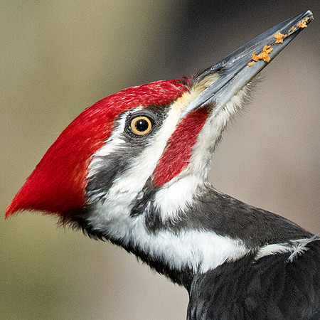 Pileated woodpecker (Dryocopus pileatus)