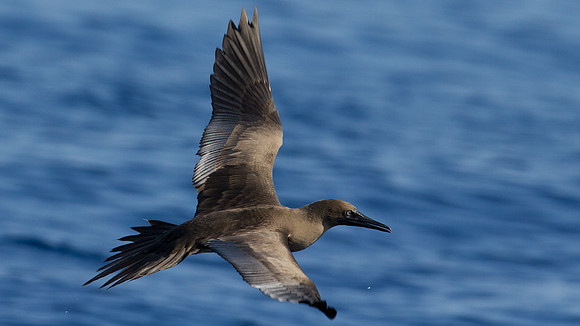 Red-footed Booby (Sula sula)