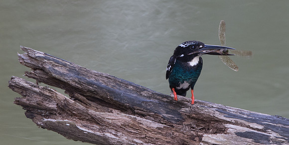 Southern silvery kingfisher (Ceyx argentatus)