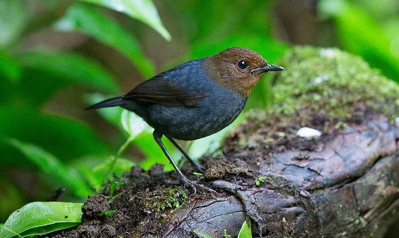 White-browed shortwing (Brachypteryx montana) Female