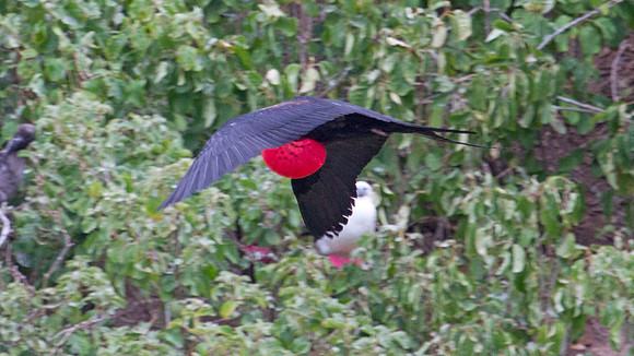 Magnificent Frigatebird (Fregata magnificens)