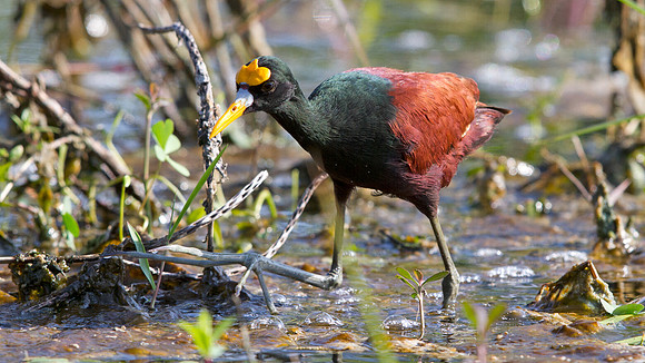 Northern Jacana (Jacana spinosa)
