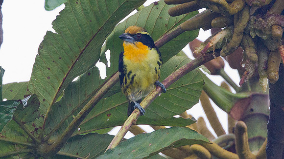Gilded Barbet (Capito auratus)