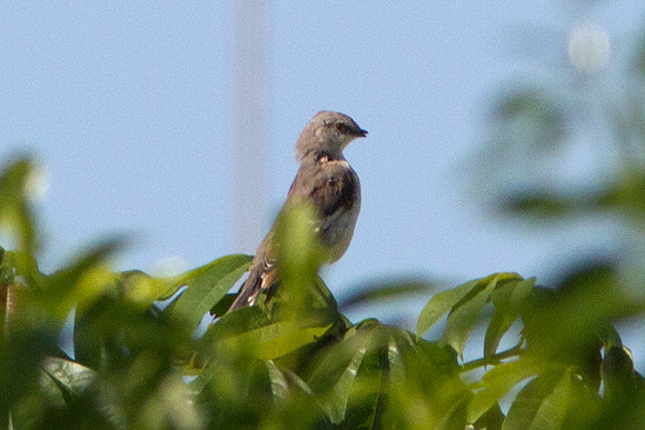 Northern Mockingbird (Mimus polyglottos)