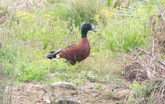 Chestnut teal (Anas castanea)