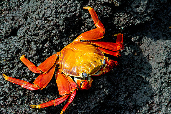 Sally Lightfoot Crab (Grapsus grapsus)