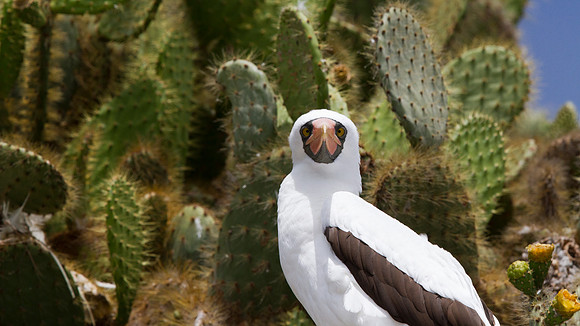 Nazca Booby (Sula granti)