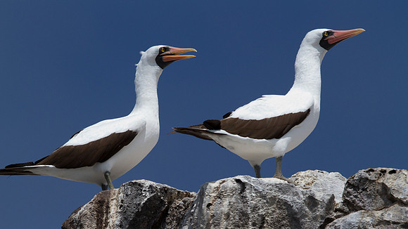 Nazca Booby (Sula granti)