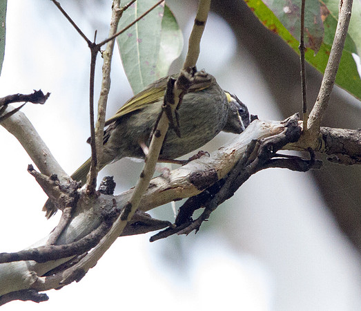 Lewin's honeyeater (Meliphaga lewinii)