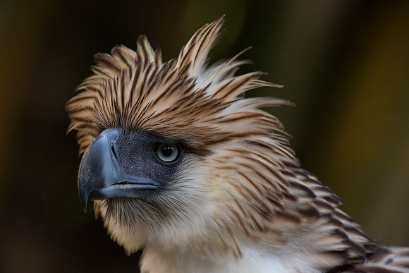 Philippine eagle (Pithecophaga jefferyi)