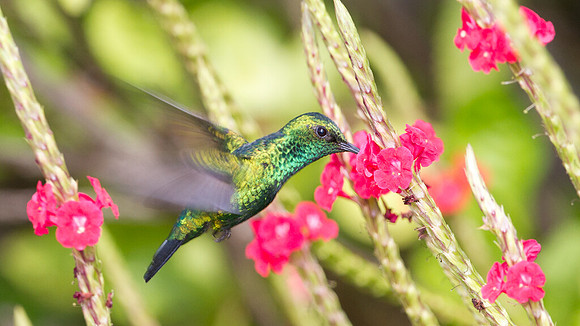 Blue-tailed Emerald (Chlorostilbon mellisugus)