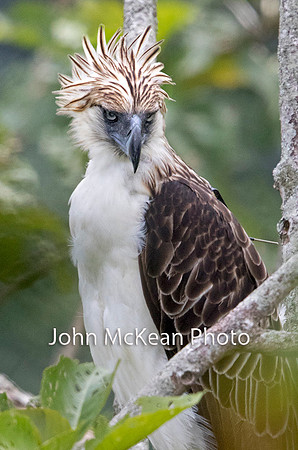 Philippine eagle (Pithecophaga jefferyi) Female