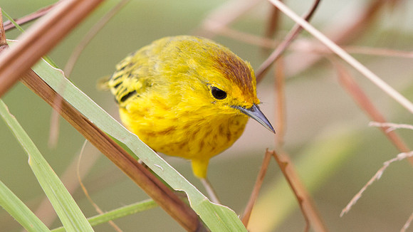 Yellow Warbler (Setophaga petechial)