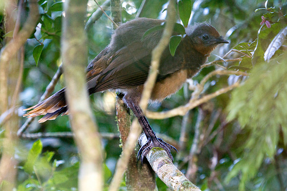 Superb lyrebird (Menura novaehollandiae) Juv