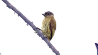 Olivaceous Piculet (Picumnus olivaceus)