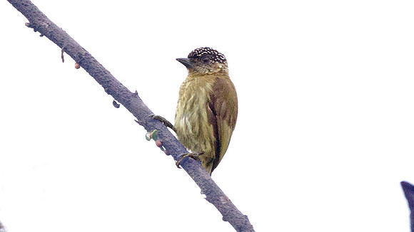 Olivaceous Piculet (Picumnus olivaceus)