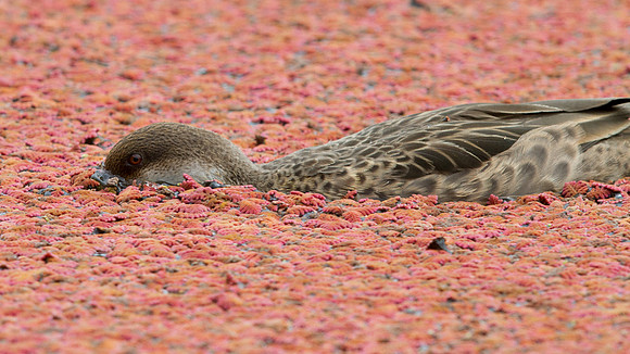 White-cheeked Pintail (Anas bahamensis) Female