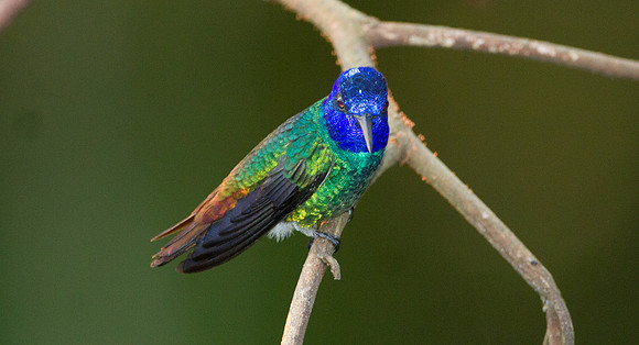 Golden-tailed Sapphire (Chrysuronia oenone)