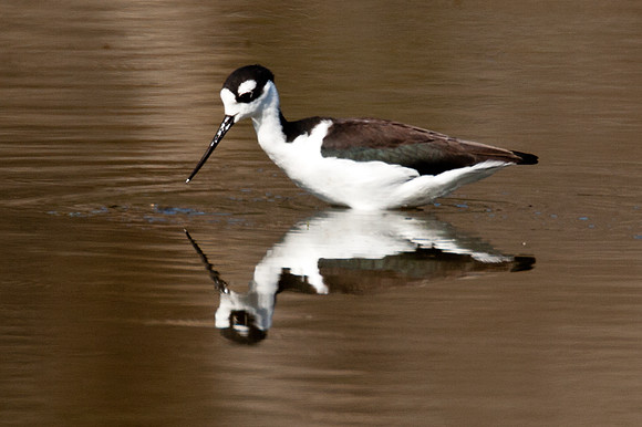 Black-necked Stilt (Himantopus mexicanus)
