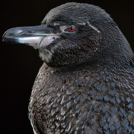 Galapagos Penguin (Spheniscus mendiculus)