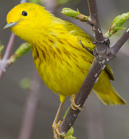 Yellow Warbler (Dendroica petechia)