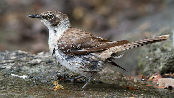 Galápagos Mockingbird (Mimus parvulus)