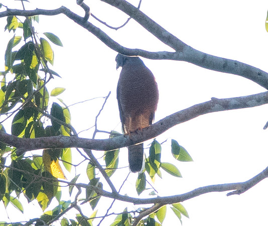 Moluccan goshawk or Halmaheran goshawk (Accipiter henicogrammus)