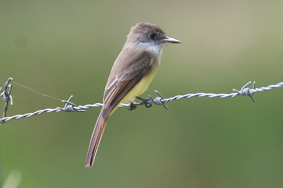Dusky-capped Flycatcher (Myiarchus tuberculifer)