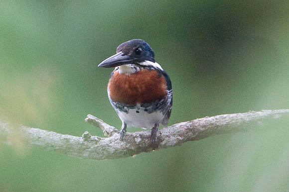 Green Kingfisher (Chloroceryle americana) male