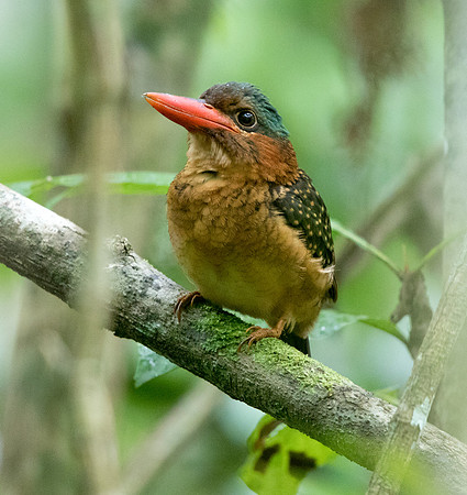 Hombron's kingfisher (Actenoides hombroni) Female