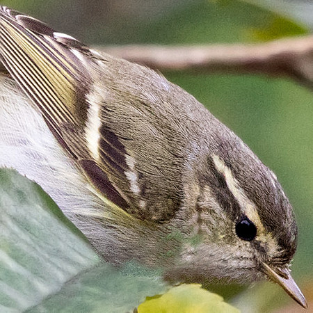 Yellow-browed warbler (Phylloscopus inornatus)
