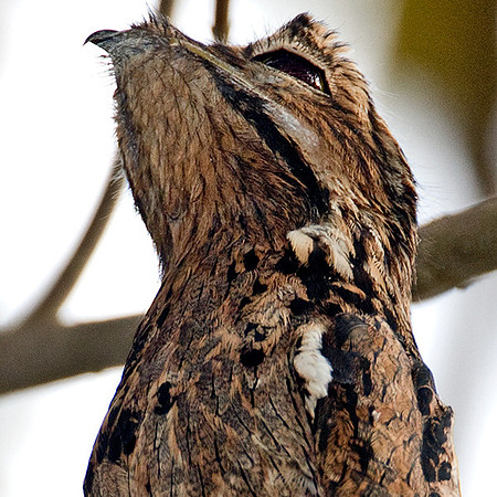 Common Potoo (Nyctibius griseus)