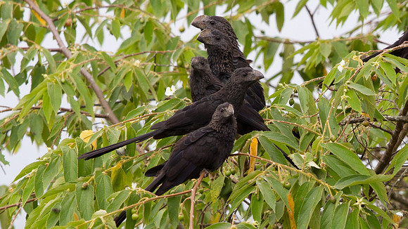 Smooth-billed Ani (Crotophaga ani)