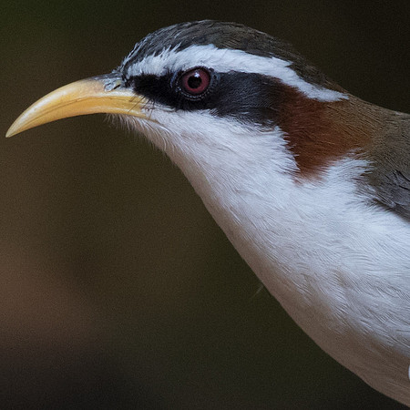 White-browed scimitar babbler (Pomatorhinus schisticeps)