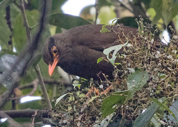 Sulawesi thrush (Cataponera turdoides)