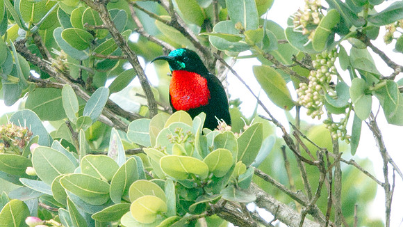 Scarlet-chested Sunbird (Chalcomitra senegalensis) Male