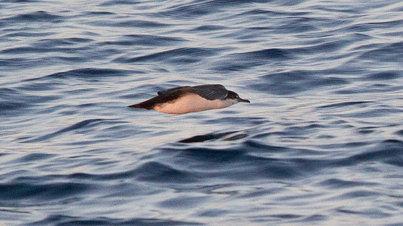 Elliot's Storm-Petrel (Oceanites gracilis)