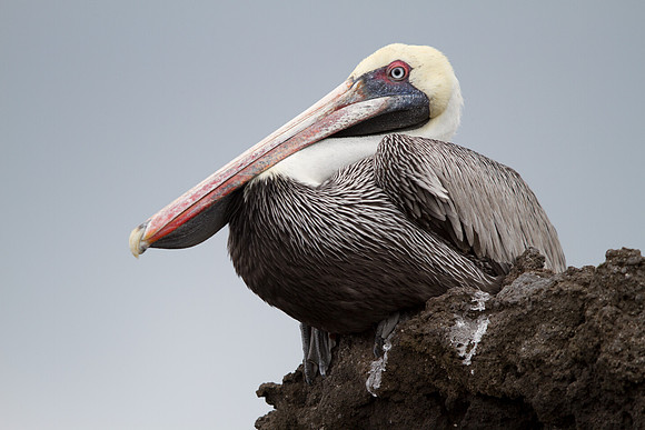 Brown Pelican (Pelecanus occidentalis)