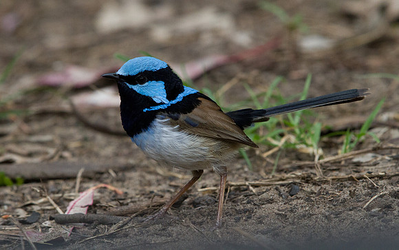 Superb fairy-wren (Malurus cyaneus) Male