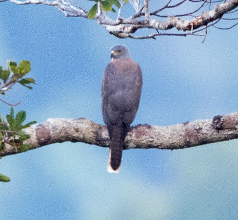 Moluccan goshawk or Halmaheran goshawk (Accipiter henicogrammus)