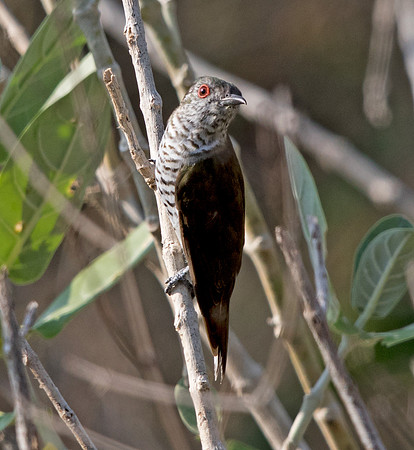 Little bronze cuckoo (Chrysococcyx minutillus)