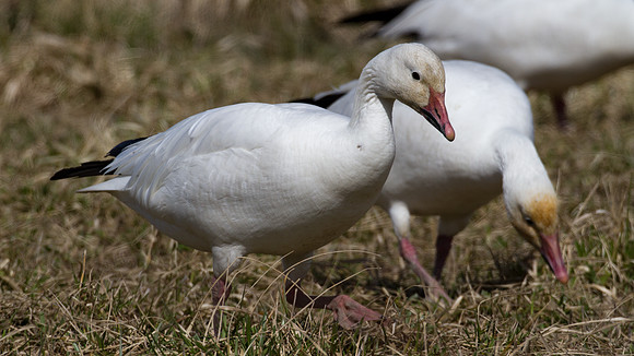 Snow Goose (Chen caerulescens) also known as Blue Goose
