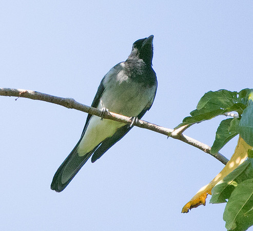 Moluccan cuckooshrike (Coracina atriceps)
