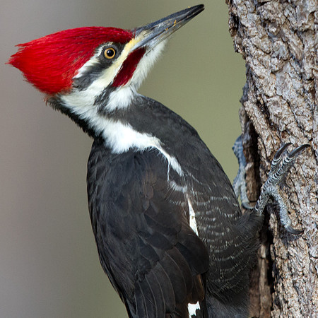 Pileated woodpecker (Dryocopus pileatus) Male