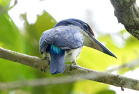 Winchell's kingfisher (Todiramphus winchelli)